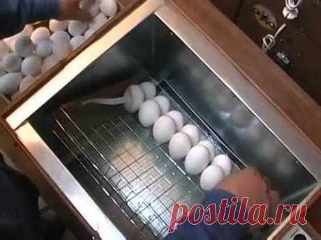 Автоматический инкубатор Блиц: подготовка и настройка