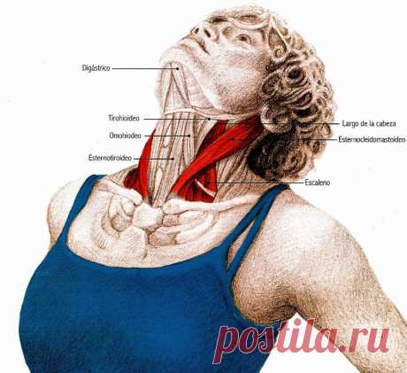 Упражнения для шеи: Освобождают от зажимов и нормализуют давление Следующие упражнения предназначены для расслабления напряжённых мышц шеи и все вместе должны занимать 4–5 минут в день.