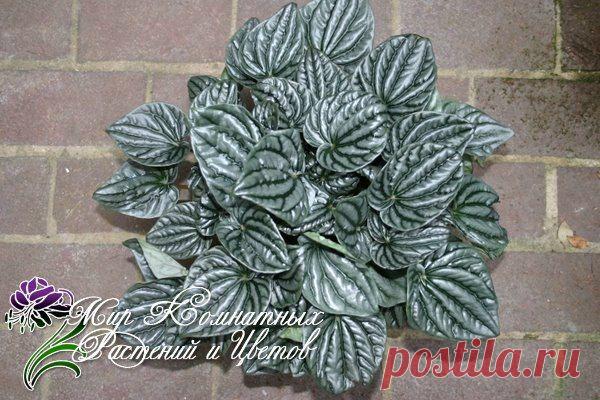 Новости.Пеперомия.