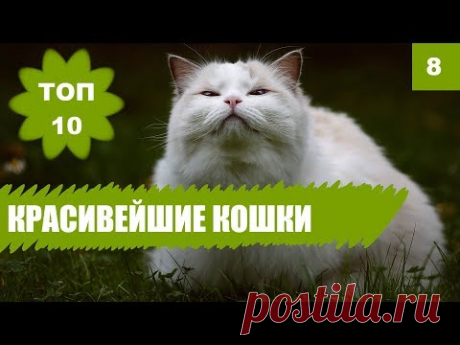 🐈10 САМЫХ КРАСИВЫХ КОШЕК В МИРЕ! - YouTube