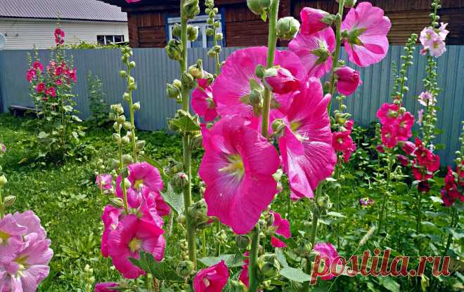 Позабытые бабушкины цветы, которые раньше росли в каждом палисаднике. А сейчас их почти не сажают | Сибирский сад Оксаны Артеменко | Дзен