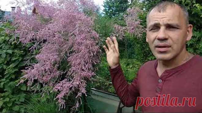 Тамарикс на Южном Урале.