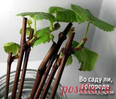 Фотографии на стене сообщества | 3 896 фотографий