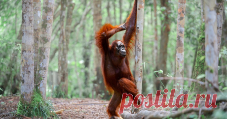 Объявлены финалисты фотоконкурса Nikon Comedy Фотоконкурс Nikon Comedy Wildlife Photography Awards. Рассказываем, какие снимки вышли в финал, когда объявят победителей, какие есть призы.