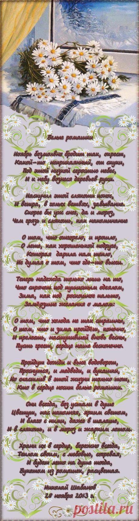 Белые ромашки...