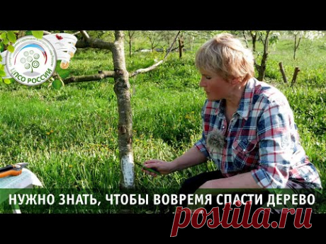 Пересадка коры. Прививка деревьев. Прививка мостиком.