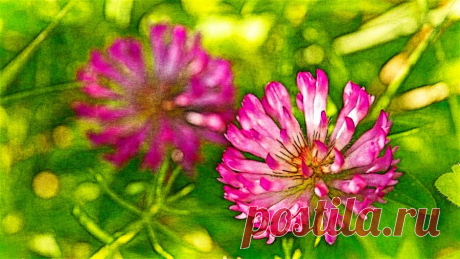 Красный клевер, также называемый луговым клевером (лат. Trifolium pratense) — дикорастущее растение, очень популярное в наших широтах. Часто его рассматривают только как сорняк, но совершенно ошибочно.