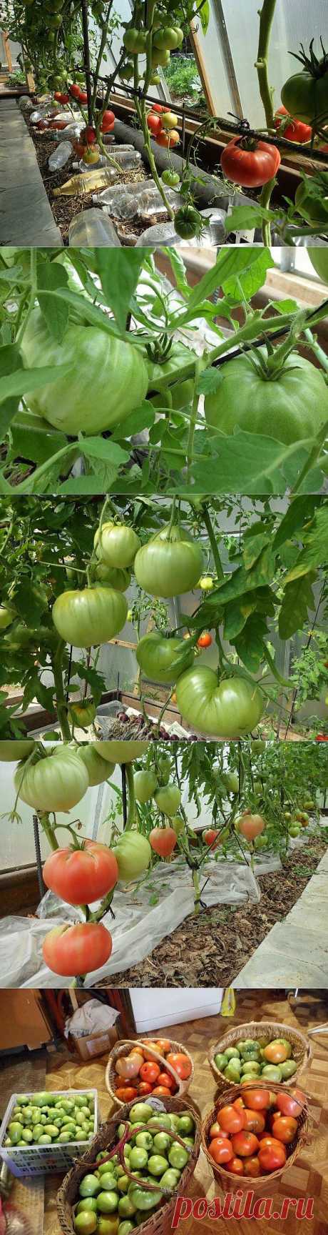 Помидоры без полива, Личный опыт Галины Доновой, Россия, СФО, Красноярск.