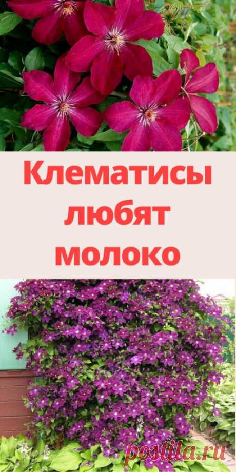 Клематисы любят молоко