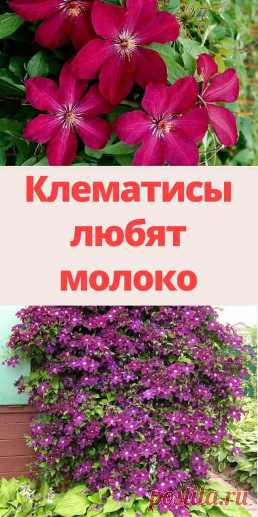 Клематисы любят молоко - My izumrud