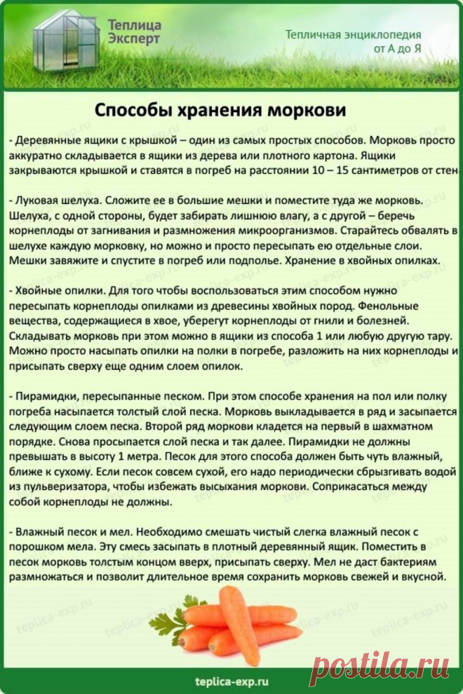 Способы хранения моркови