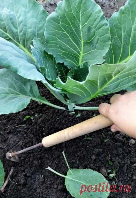ХИТРОСТИ ПО ВЫРАЩИВАНИЮ КАПУСТЫ
1. Капуста любит окучивание. Как только капуста сформирует розетку листьев окучивайте её, чтобы образовывались дополнительные корни, а также растения приобретут устойчивость и не будут заваливаться от тяжести кочанов. 

2. Окучивание для капусты – полезно, а мульчирование гряд не желательно. В мульче могут поселиться слизни и другие вредители, которые любят лакомиться листьями капусты. Чтобы уберечь капусту от вредителей земля на грядках дол...