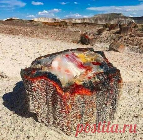 Внутренняя красота природы: 8 фото, способных удивить | Чемодан, вокзал... | Яндекс Дзен