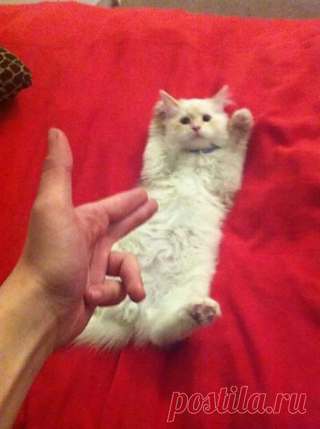 uCrazy.ru------ЗА что??!!  -Да,я видел  эти 3 котлеты!  Но одна котлета всё-
же досталась тебе!