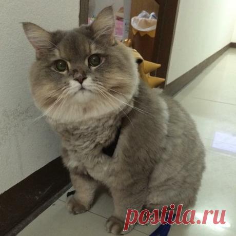 20 фото пушистого кота Бон Бона, который живет в Таиланде