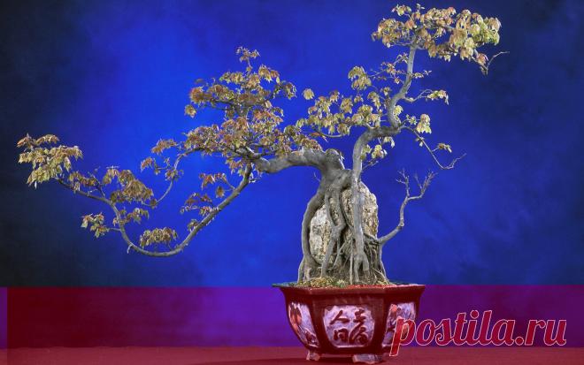 bonsay_derevo_gorshok_ieroglify_1920x1200.jpg (1920×1200)
