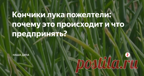 Кончики лука пожелтели: почему это происходит и что предпринять? Бывает так, что посаженный весной лук начинает желтеть: некоторые перышки покрываются белесыми пятнами, почти у всех – желтые кончики. А может быть и такое, что враз пожелтела вся грядка. Так быть, конечно же, не должно. Почему ботва начинает сохнуть и как спасти лук? Давайте разбираться.