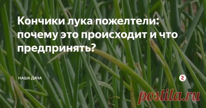 Кончики лука пожелтели: почему это происходит и что предпринять? Бывает так, что посаженный весной лук начинает желтеть: некоторые перышки покрываются белесыми пятнами, почти у всех – желтые кончики. А может быть и такое, что враз пожелтела вся грядка. Так быть, конечно же, не должно. Почему ботва начинает сохнуть и как спасти лук? Давайте разбираться.