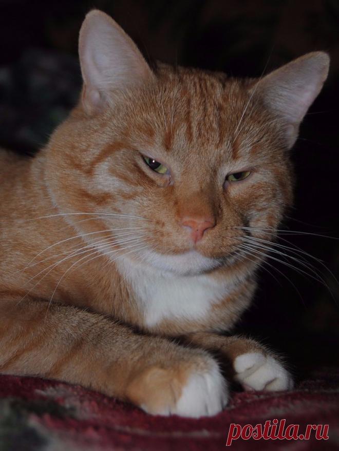 Без кота и жизнь не та