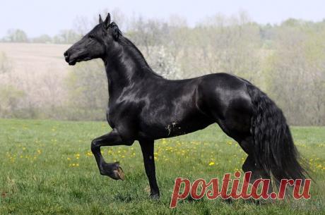 Friska Klisna « Heart of a Horse