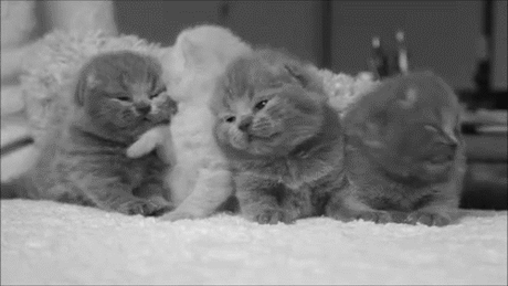 GIF: гифки с котятами - милые анимации с котятами.