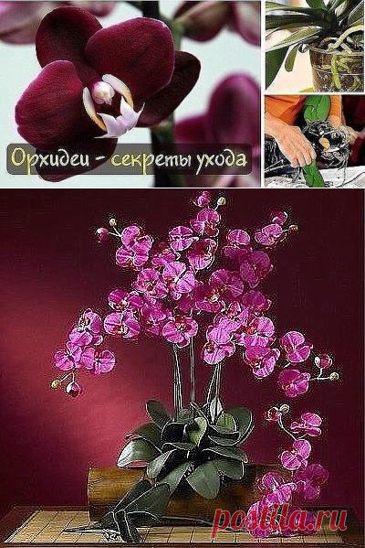 Орхидеи