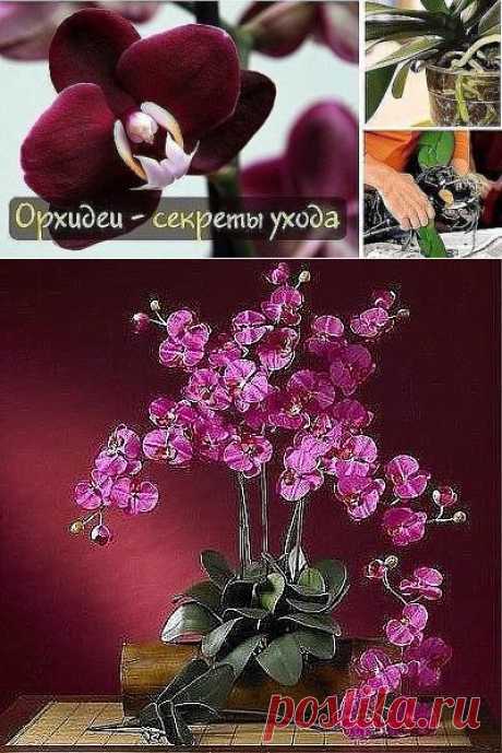 Орхидеи