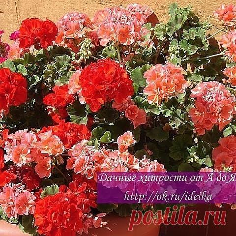 (76) Одноклассники