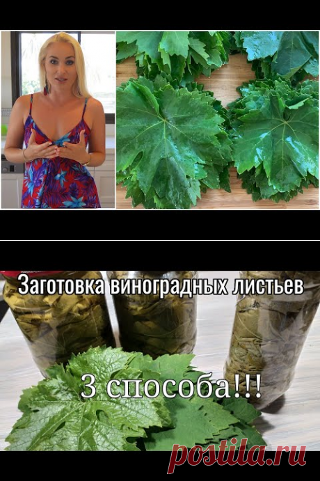 ПОСПЕШИТЕ заготовить ВИНОГРАДНЫЕ ЛИСТЬЯ сейчас! - ГРУЗИНСКИЕ советы моей свекрови Этери - YouTube