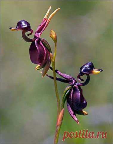 Удивительное рядом: самые необычные растения мира | ПолонСил.ру - социальная сеть здоровья