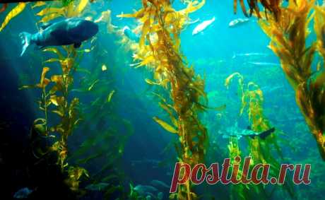 Интересные факты о морской капусте Морская капуста – цветущее растение, принадлежащее к семейству капустных. Произрастает в Европе вдоль Атлантического океана и простирается вплоть до Черного моря.