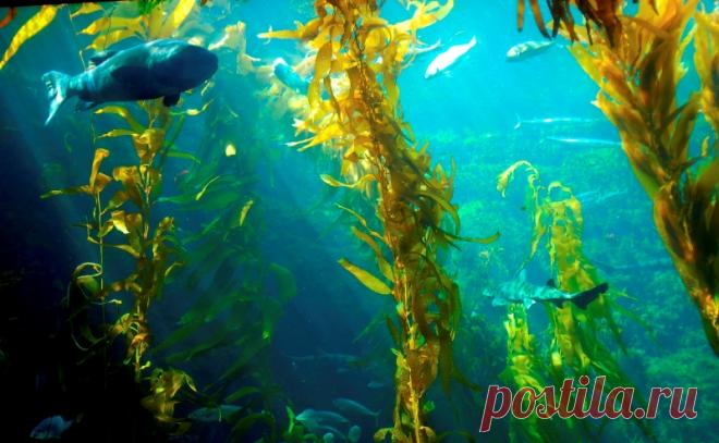 Интересные факты о морской капусте Морская капуста – цветущее растение, принадлежащее к семейству капустных. Произрастает в Европе вдоль Атлантического океана и простирается вплоть до Черного моря.