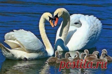 (4) Одноклассники