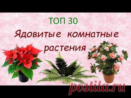 Ядовитые комнатные растения//ТОП 30 🌿