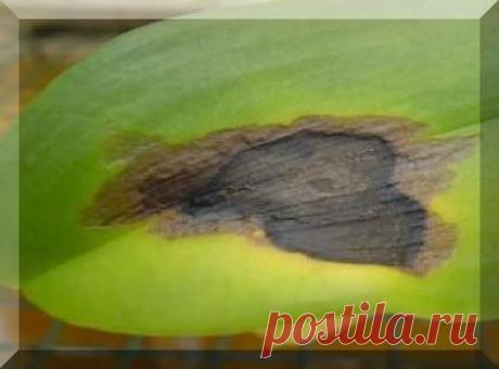 Болезни и вредители орхидей.