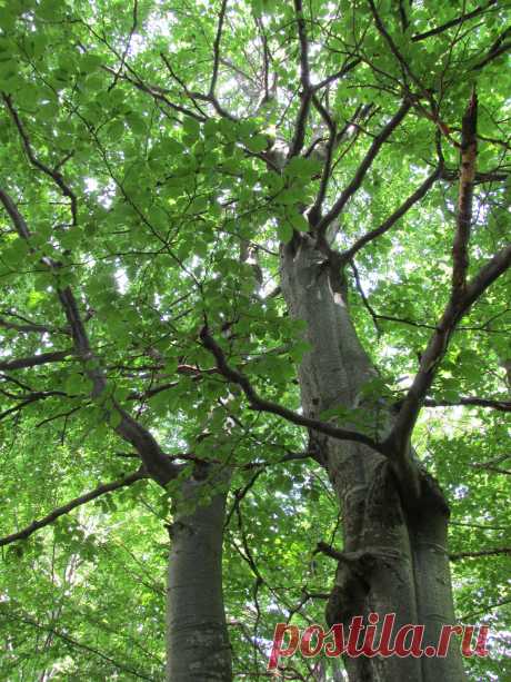 29 МАРТА – САВИН ДЕНЬ, ТРОФИМОВ ДЕНЬ В православной церкви 29 марта почитают память трех мучеников: Папы, Трофима и Саввина. Именины отмечают Тимофей, Трофим, Денис, Емельян, Александр, Иван, Юлиан, Павел, Антон. К этому дню снег обычно практически полностью таял, и санный путь заканчивался.Говорили: «На Савина крестьянин сани спрятал».