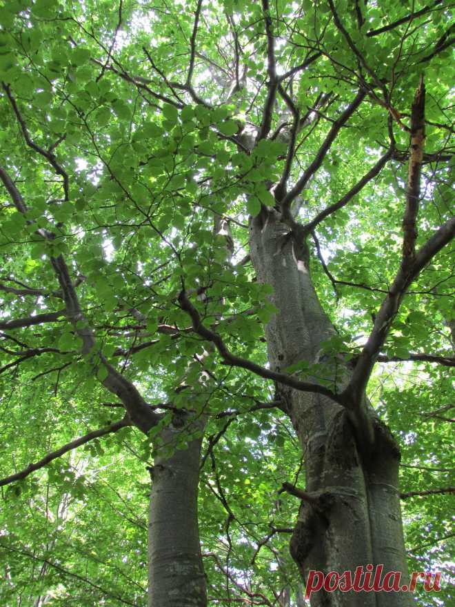 29 МАРТА – САВИН ДЕНЬ, ТРОФИМОВ ДЕНЬ В православной церкви 29 марта почитают память трех мучеников: Папы, Трофима и Саввина. Именины отмечают Тимофей, Трофим, Денис, Емельян, Александр, Иван, Юлиан, Павел, Антон. К этому дню снег обычно практически полностью таял, и санный путь заканчивался.Говорили: «На Савина крестьянин сани спрятал».