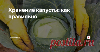 Хранение капусты: как правильно Вопрос хранения в нашей семье не стоял никогда: для хранения выращиваем только позднеспелые сорта, урожай убираем, когда кочаны хорошо прихватит морозом, срубаем и