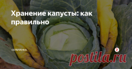 Хранение капусты: как правильно Вопрос хранения в нашей семье не стоял никогда: для хранения выращиваем только позднеспелые сорта, урожай убираем, когда кочаны хорошо прихватит морозом, срубаем и