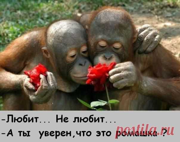 Сладкая парочка.