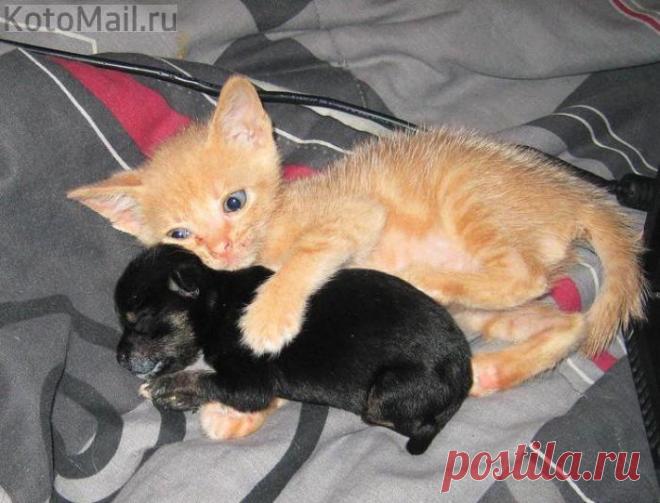 Не зря пугали, что собаку заведут. Ответственность-то какая!