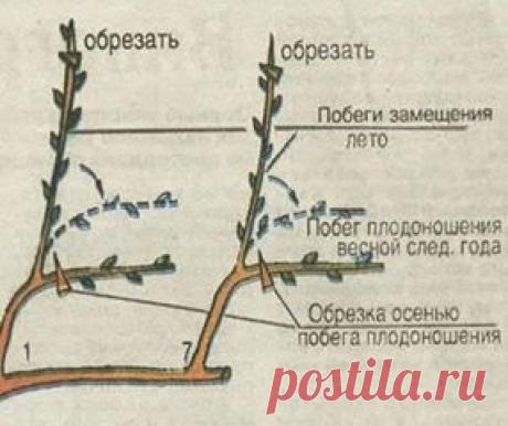 Присоединяйтесь в группу " МОЯ ПРЕКРАСНАЯ ДАЧА"