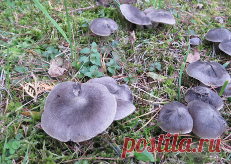 Рядовка землистая, или мышата (Tricholoma terreum)