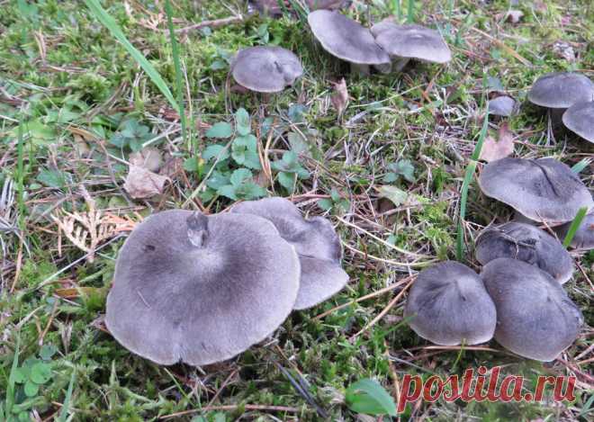 Рядовка землистая, или мышата (Tricholoma terreum)