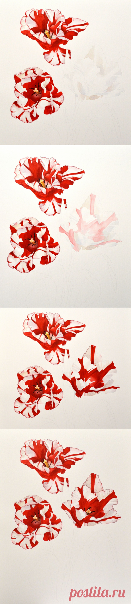 Botanical and Nature Art by Krzysztof Kowalski: Tulips - one step further