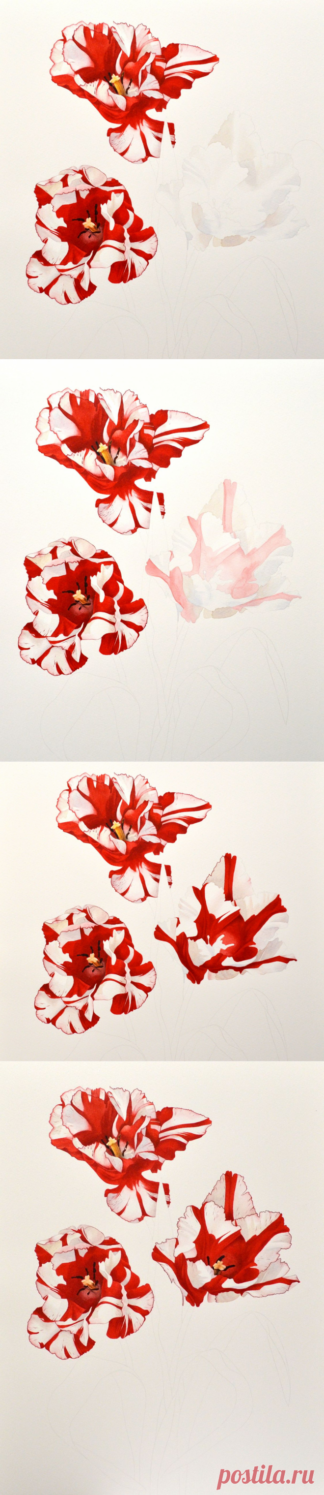 Botanical and Nature Art by Krzysztof Kowalski: Tulips - one step further