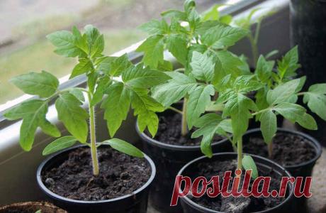 Когда сажать помидоры на рассаду в 2019 году по лунному календарю - благоприятное время для посева по регионам, пересадка в теплицу, в открытый грунт Благоприятное время для посева томатов на рассаду зависит от региона выращивания, места пересадки (в теплицу или в открытый грунт) и сорта. Не лишним будет уточнить, когда следует сажать помидоры по лунному календарю в 2019 году.