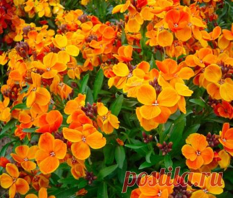 Хейрантус (Лакфиоль): посадка и уход в открытом грунте, выращивание из семян