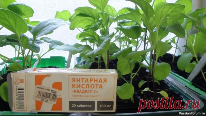 Янтарная кислота - это деньги растений, за которые они покупают пищу у почвы Янтаркой не поливают, ей опрыскивают - так достигается её ростостимулирующий эффект и пробуждается аппетит растения, ведь янтарная кислота - аперитив для растений.Хотите подкормить свои растения с максимальной эффективностью, кормите их под корень, например сегодня из расчёта 20 гр...