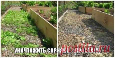 Уничтожение сорняков